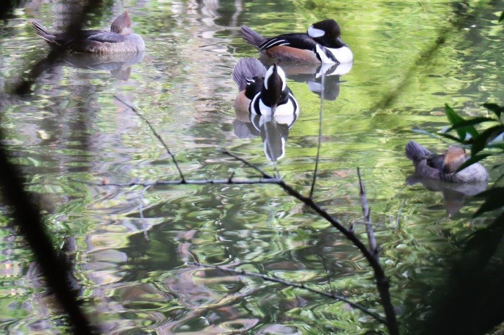A group of ducks swimming in a pond

Description automatically generated