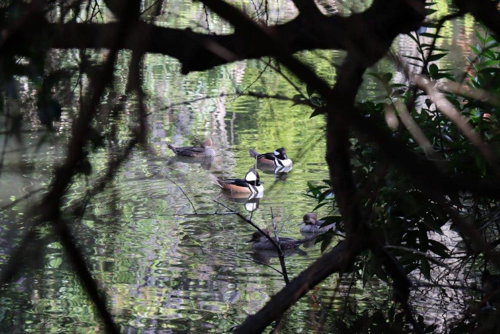 A group of ducks swimming in a pond

Description automatically generated
