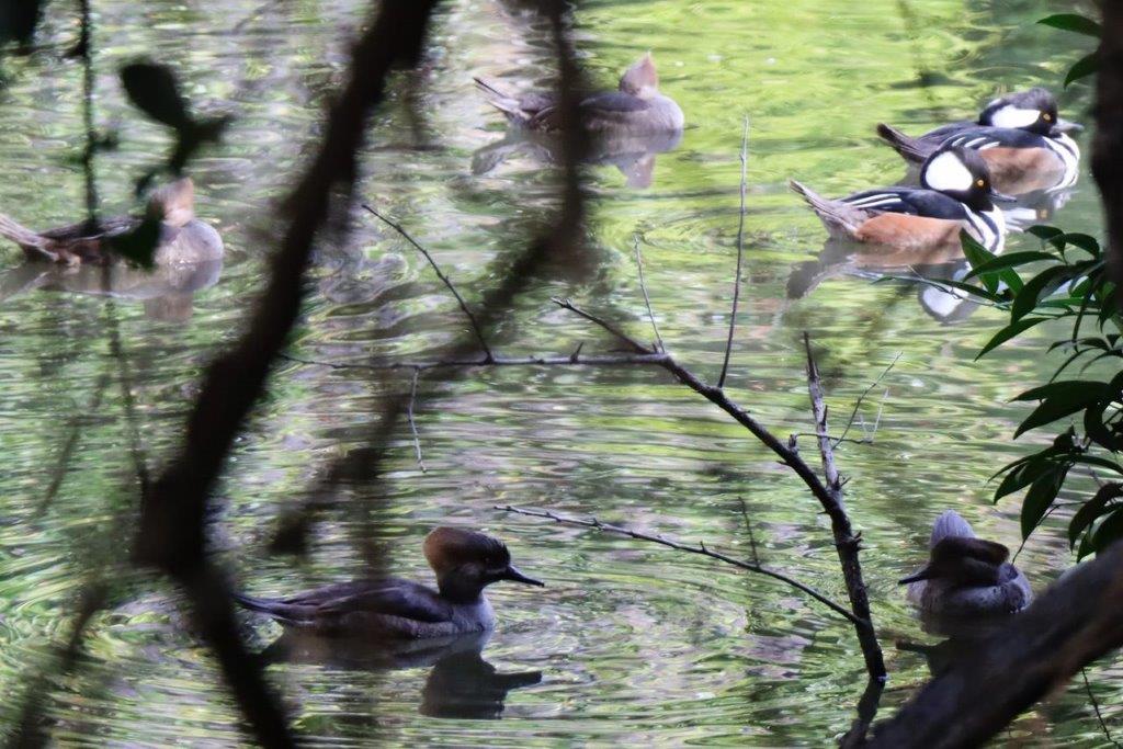 A group of ducks swimming in a pond

Description automatically generated