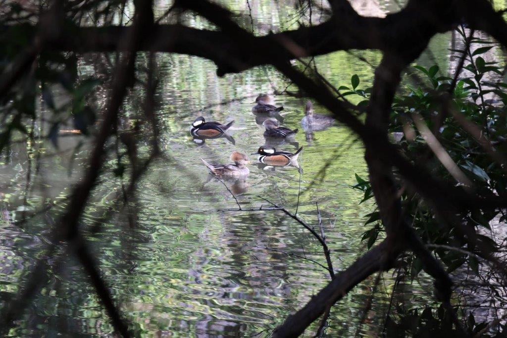 A group of ducks swimming in a pond

Description automatically generated