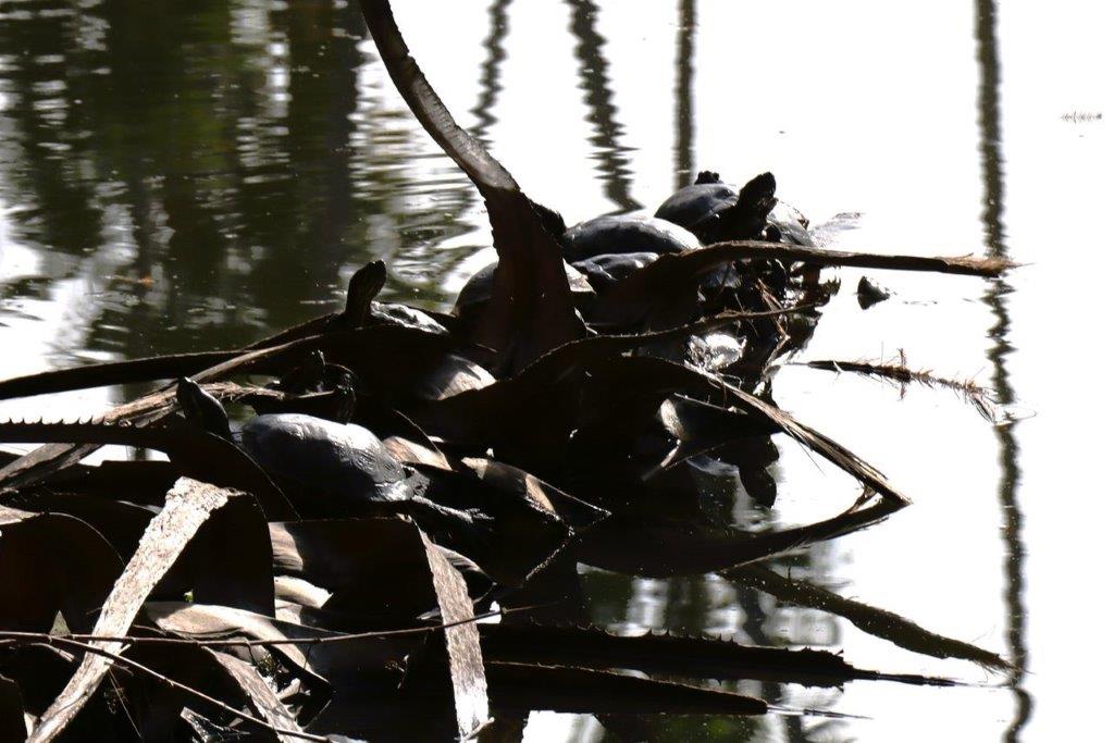 A group of turtles in a pond

Description automatically generated