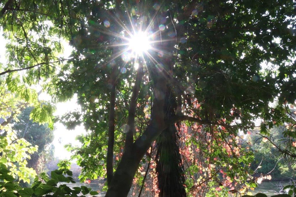 Sun shining through the trees

Description automatically generated