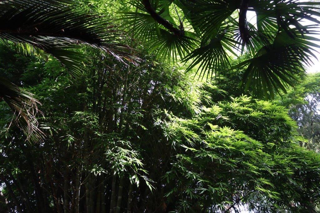 A group of trees in the forest

Description automatically generated