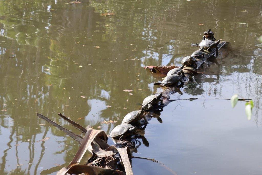 A group of turtles on a line

Description automatically generated