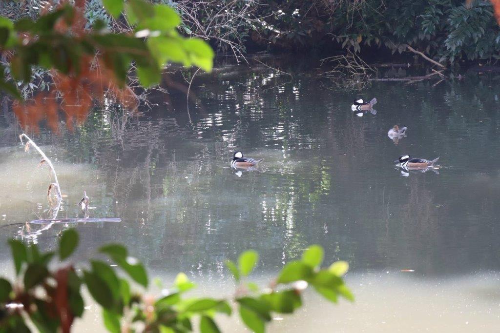 A group of ducks swimming in a pond

Description automatically generated