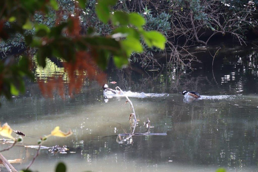 Ducks swimming in a pond

Description automatically generated
