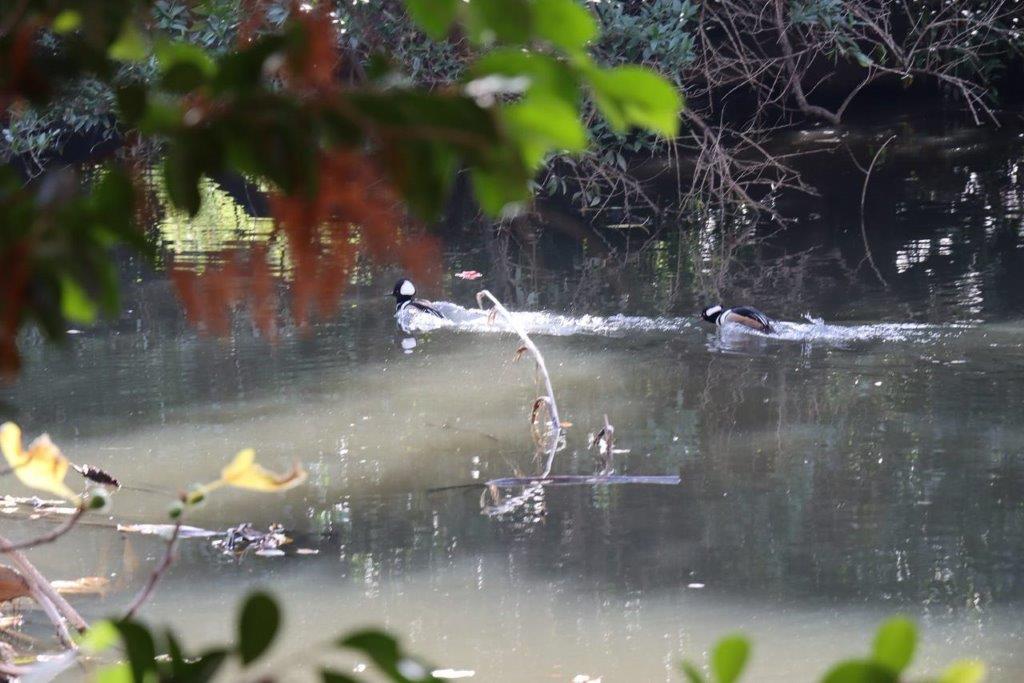 Ducks swimming in a pond

Description automatically generated