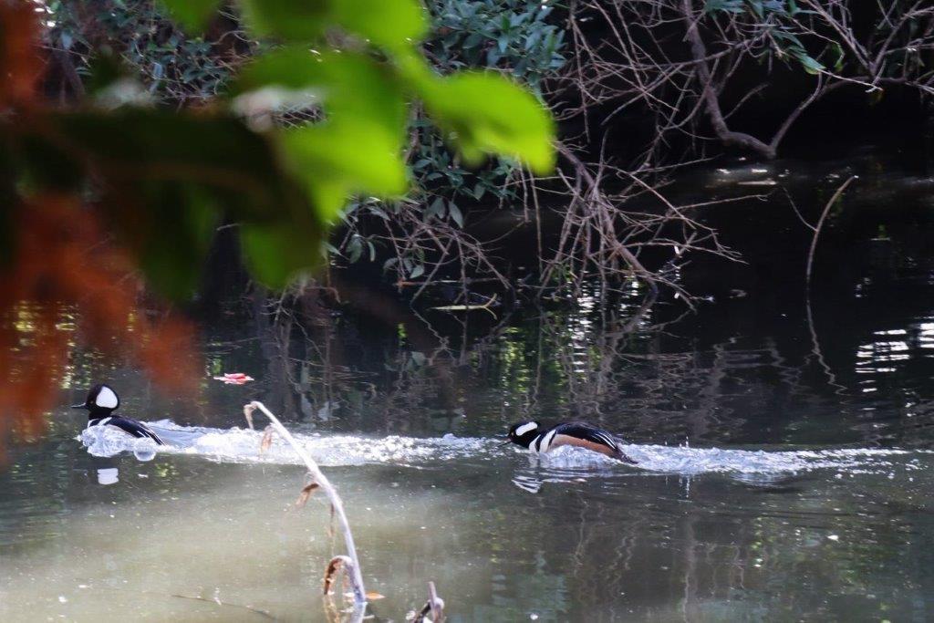 A duck swimming in a pond

Description automatically generated