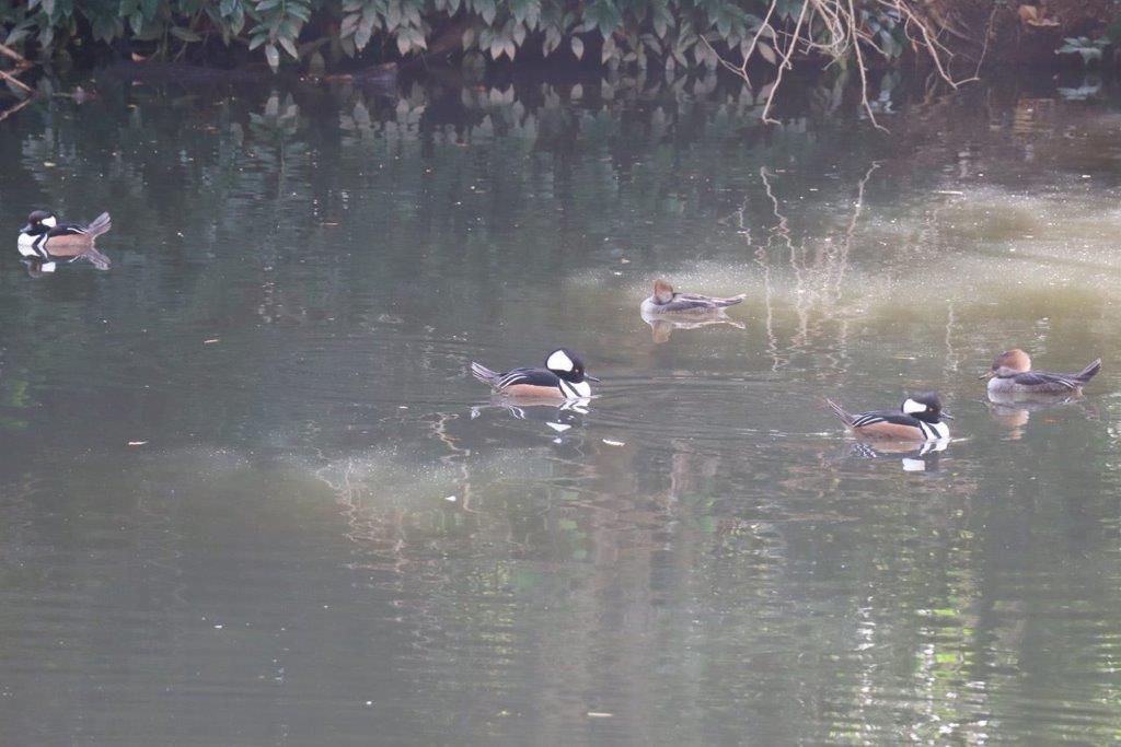 A group of ducks swimming in a pond

Description automatically generated