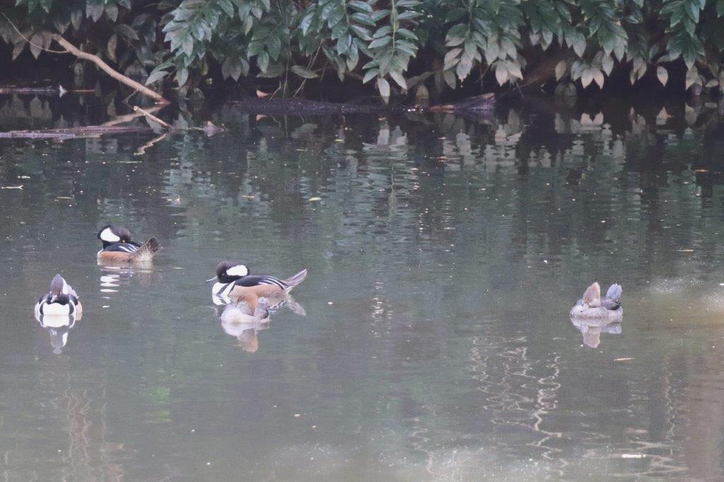 Ducks swimming in a pond

Description automatically generated