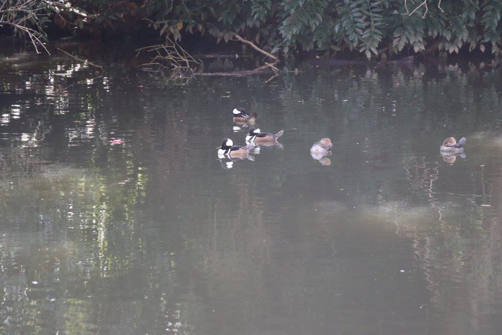 A group of ducks swimming in a pond

Description automatically generated