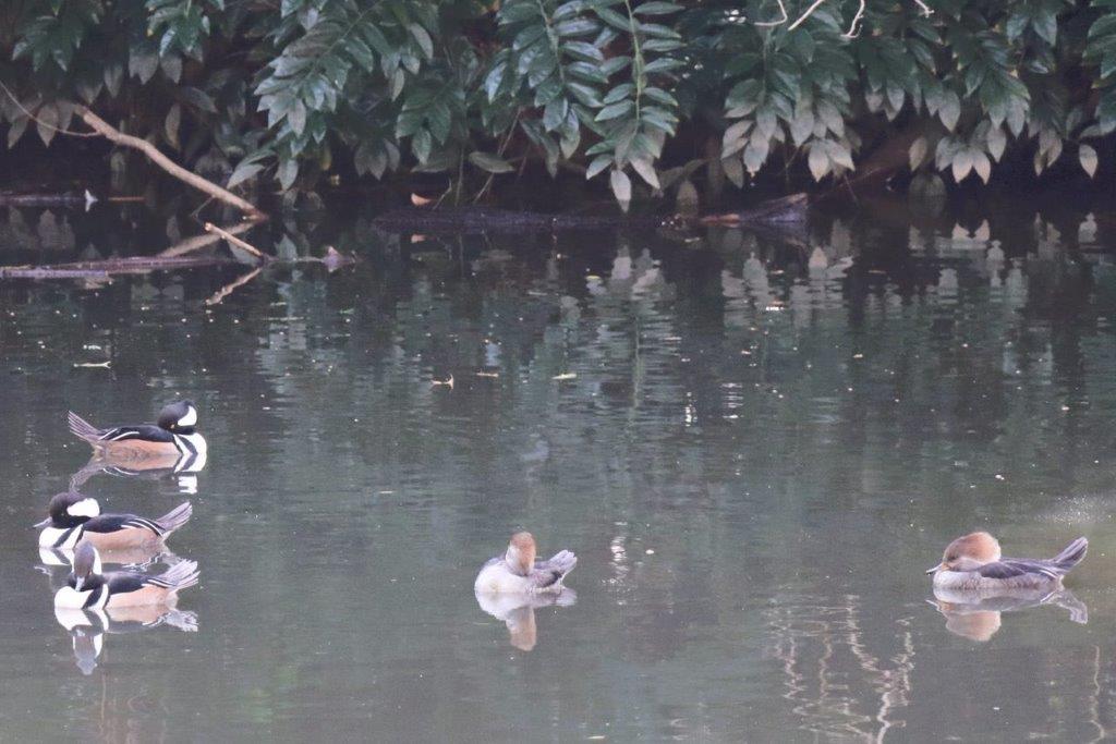 A group of birds swimming in a pond

Description automatically generated
