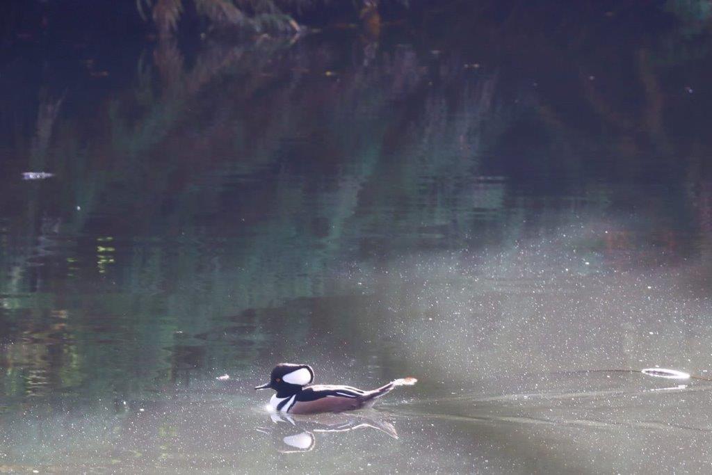 A duck swimming in a lake

Description automatically generated