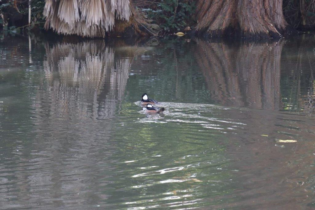 A pair of ducks swimming in a pond

Description automatically generated