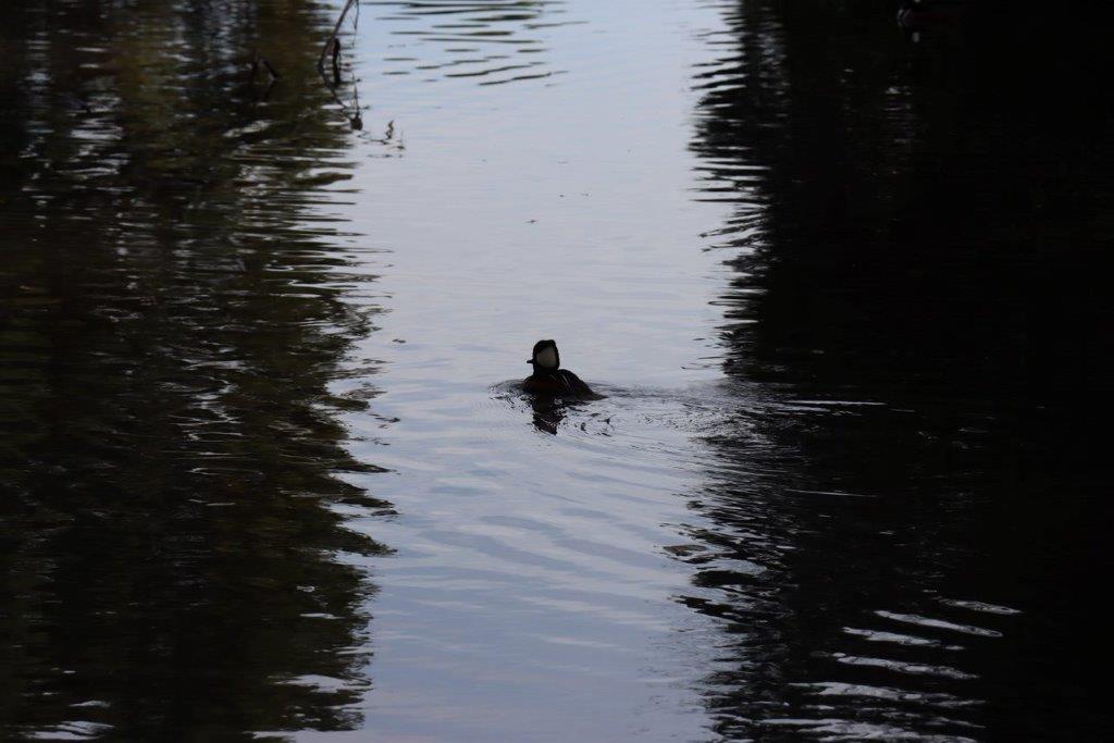 A duck swimming in a lake

Description automatically generated