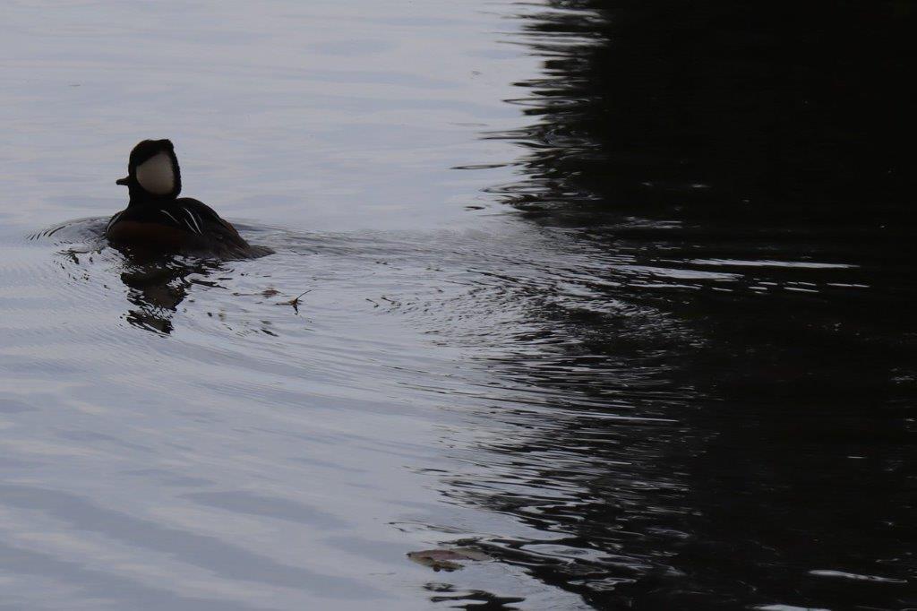 A duck swimming in the water

Description automatically generated