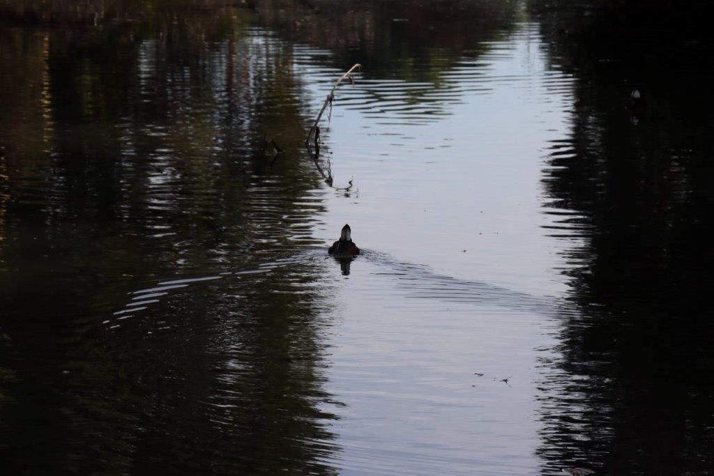 A duck swimming in a lake

Description automatically generated
