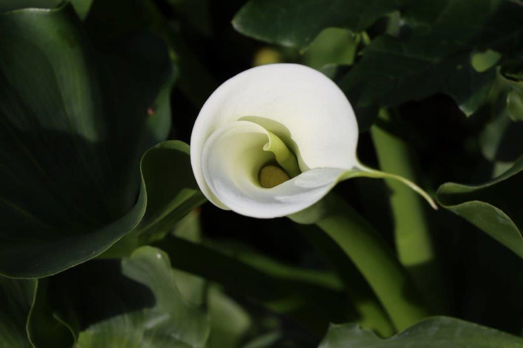 A close-up of a white flower

Description automatically generated