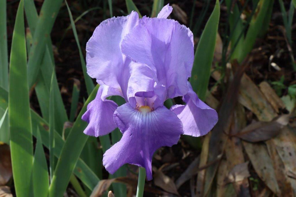 A close-up of a purple flower

Description automatically generated