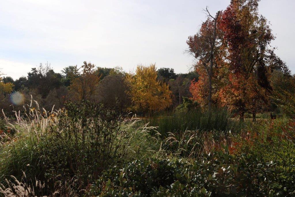 A field of trees and bushes

Description automatically generated with medium confidence