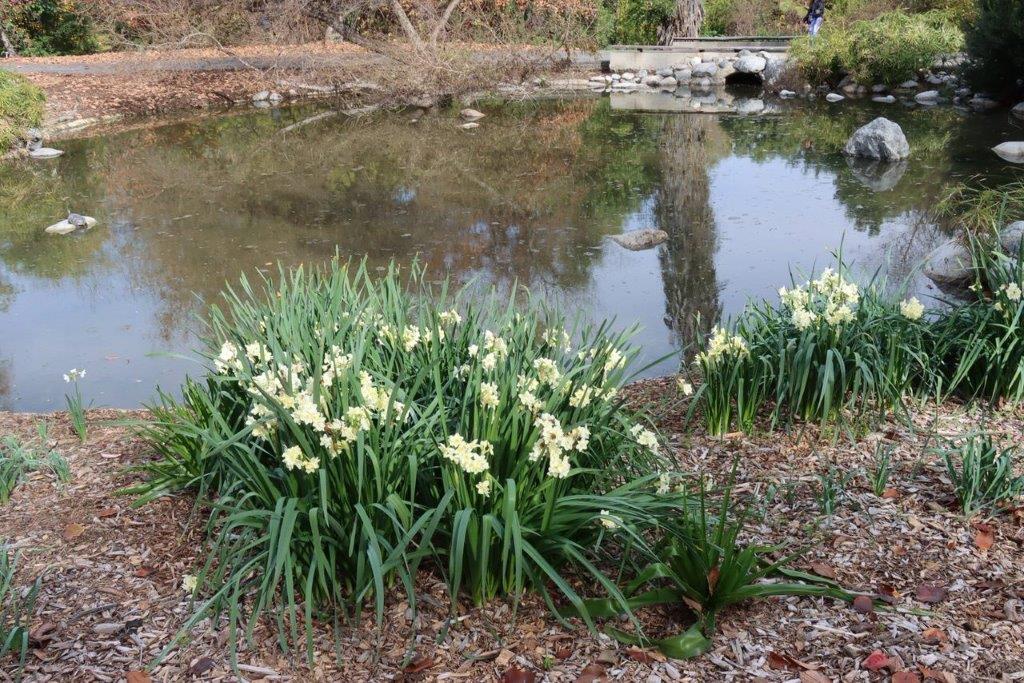 A pond with white flowers

Description automatically generated