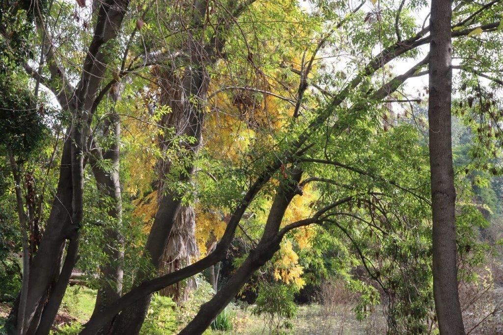 A group of trees with yellow leaves

Description automatically generated