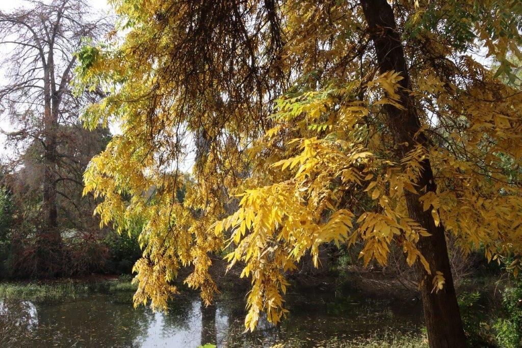 A tree with yellow leaves

Description automatically generated
