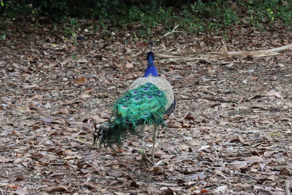 A peacock walking on the ground

Description automatically generated