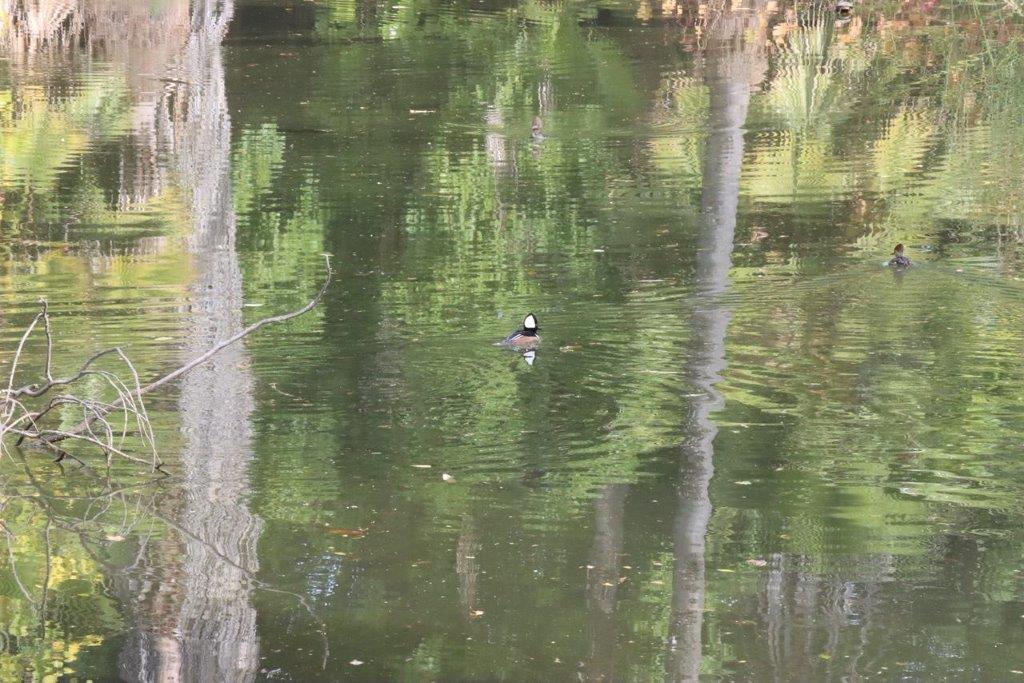 A duck swimming in a pond

Description automatically generated