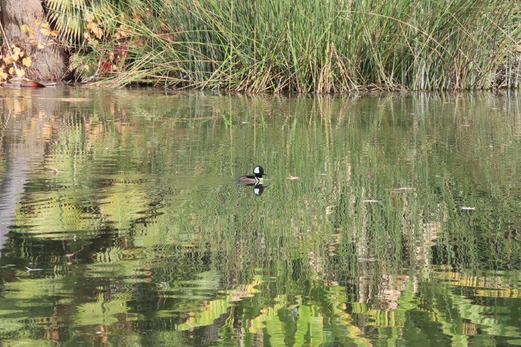A duck swimming in a pond

Description automatically generated