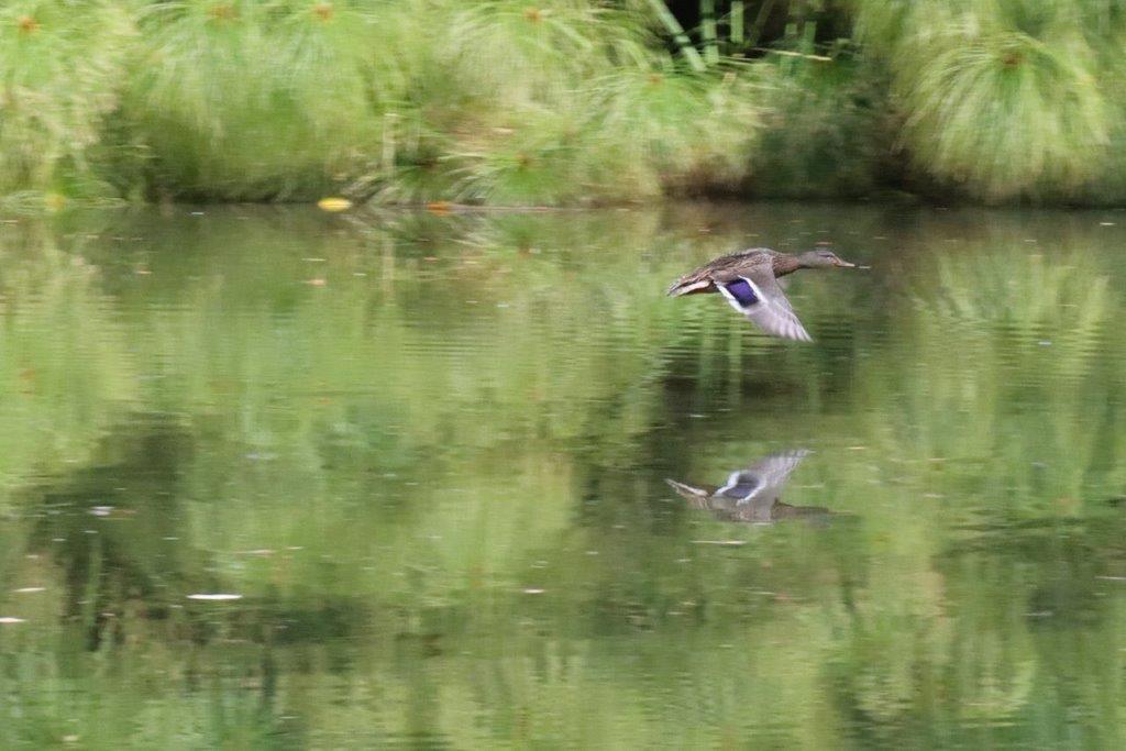 A duck flying over a body of water

Description automatically generated