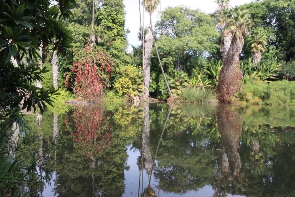 A pond with trees and plants

Description automatically generated