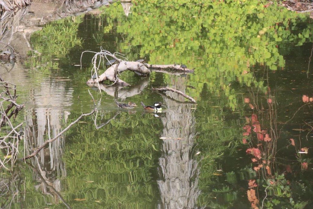 A duck swimming in a pond

Description automatically generated