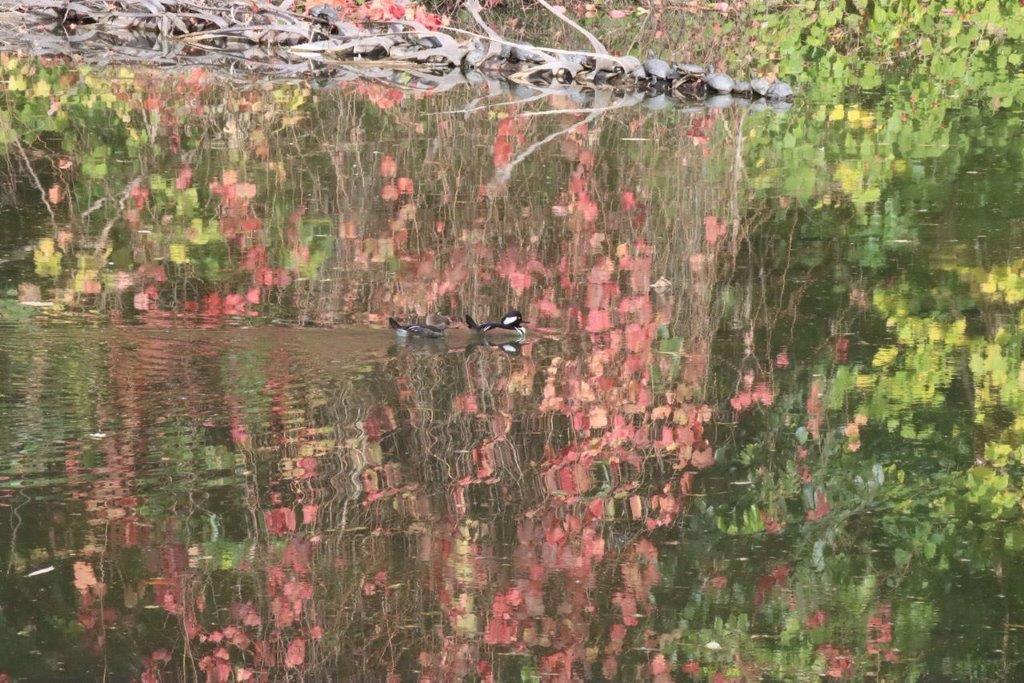 A duck swimming in a pond

Description automatically generated