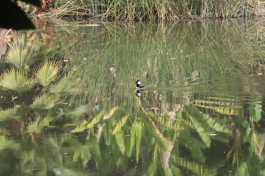 A duck swimming in a pond

Description automatically generated