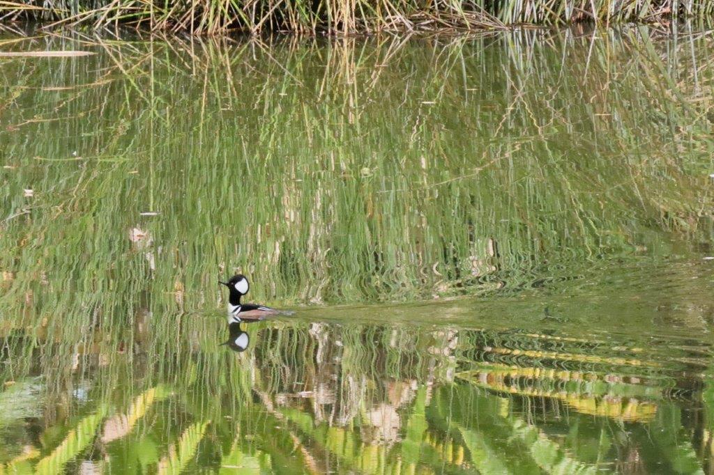 A duck swimming in a pond

Description automatically generated