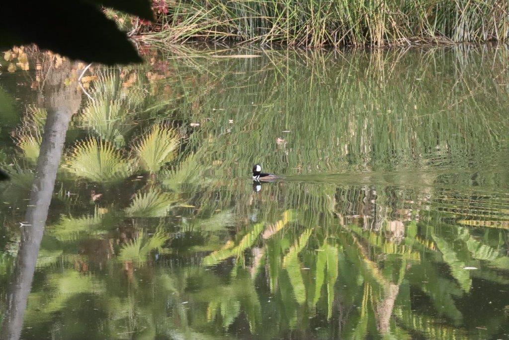 A duck swimming in a pond

Description automatically generated