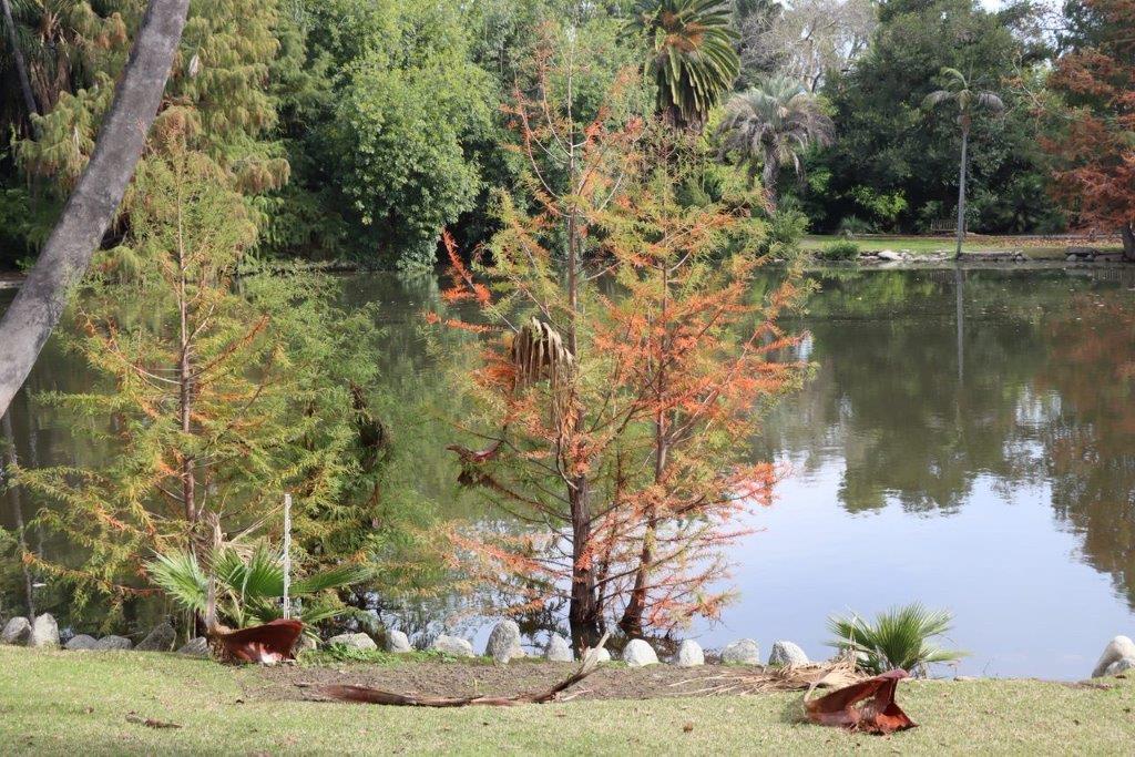 A tree next to a lake

Description automatically generated