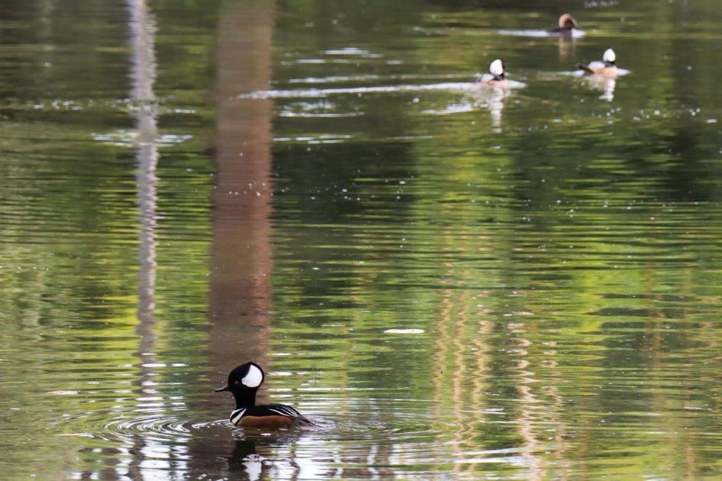 A group of ducks swimming in a lake

Description automatically generated
