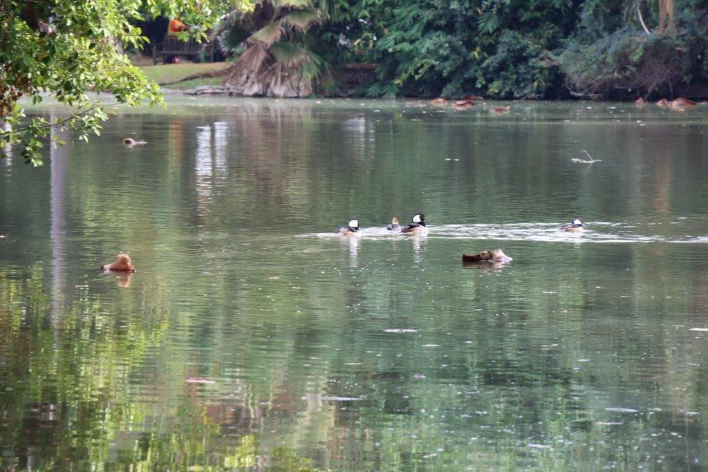A group of ducks swimming in a lake

Description automatically generated