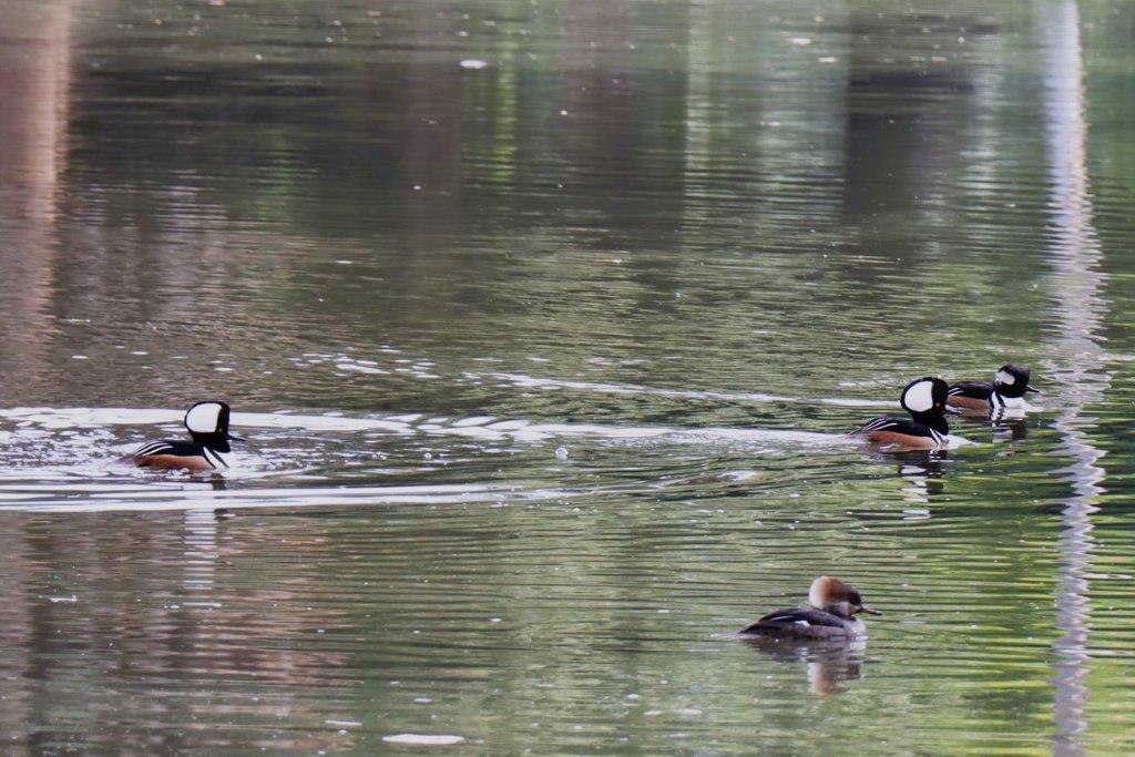 A group of ducks swimming in a lake

Description automatically generated