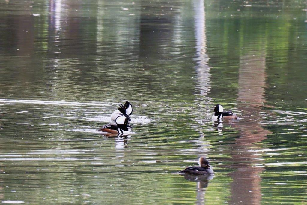 A group of ducks swimming in a lake

Description automatically generated