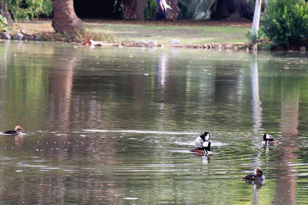 A duck swimming in a lake

Description automatically generated