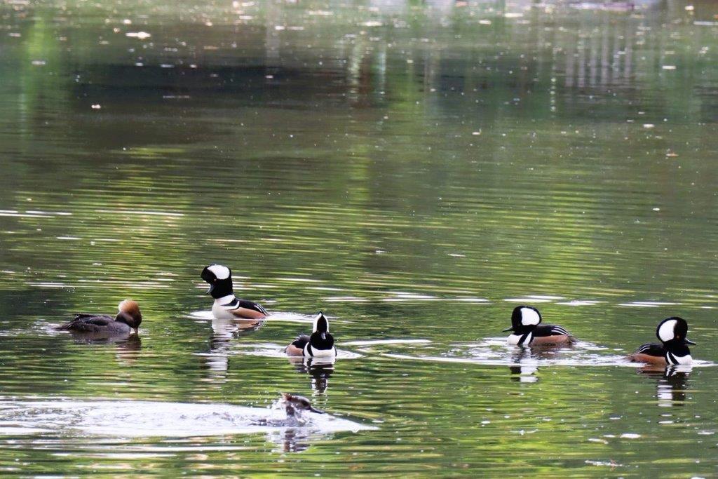 A group of ducks swimming in a lake

Description automatically generated
