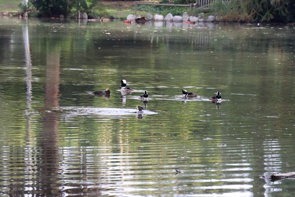 A group of ducks swimming in a lake

Description automatically generated
