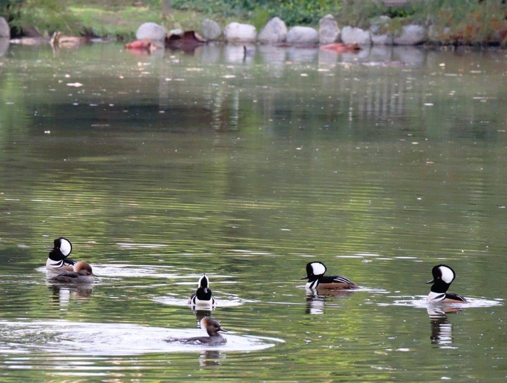 A group of ducks swimming in a pond

Description automatically generated