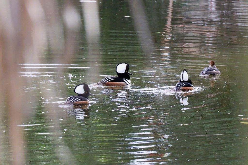 A group of ducks swimming in water

Description automatically generated