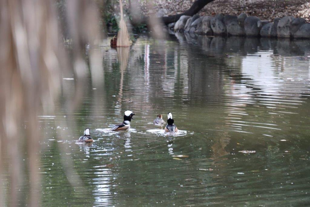 A group of ducks swimming in a pond

Description automatically generated