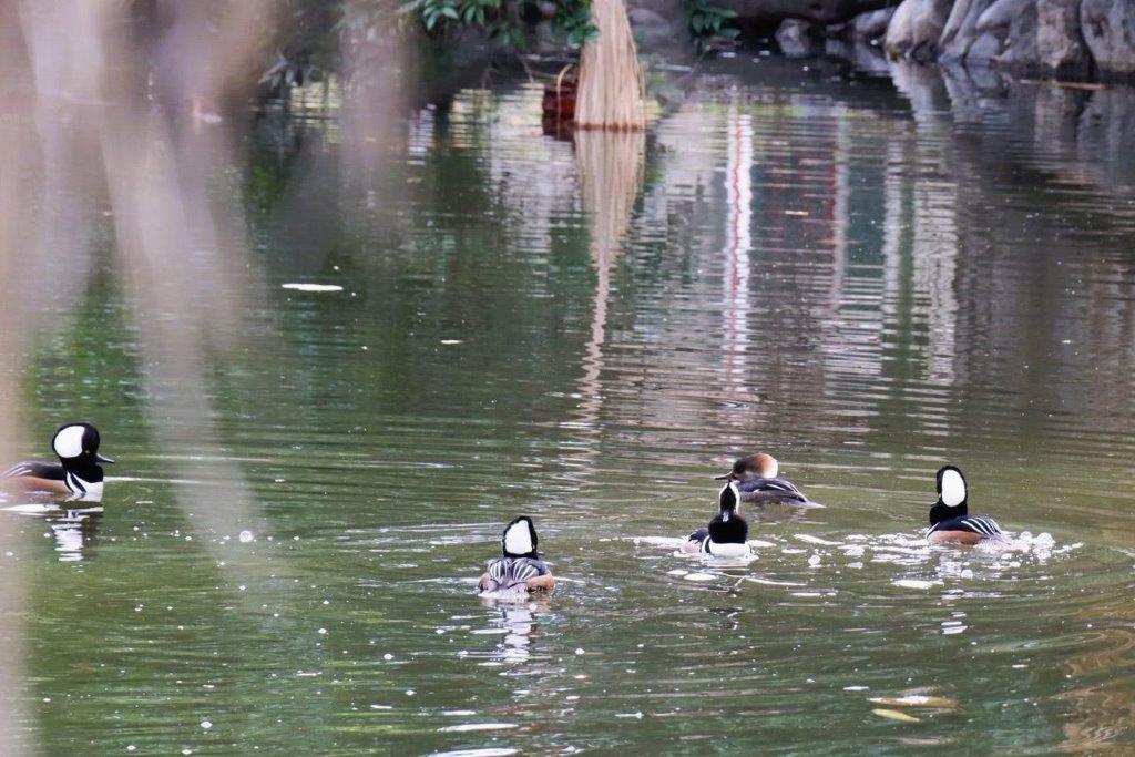 A group of ducks swimming in a pond

Description automatically generated