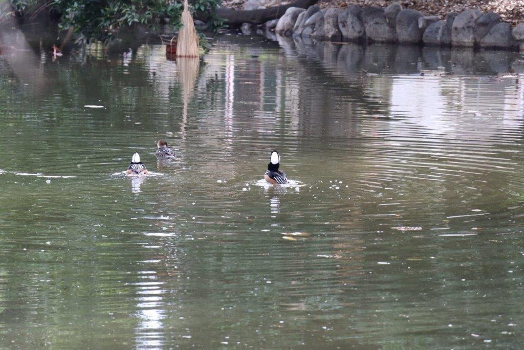 A group of ducks swimming in a pond

Description automatically generated